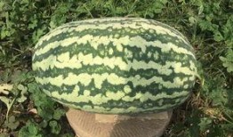 网红大瓜排行,热门事件盘点与幕后真相